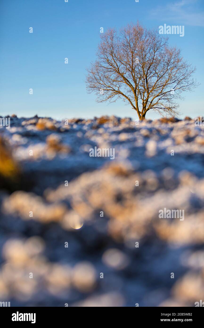Campo arato congelato con un albero senza foglie sullo sfondo Foto Stock