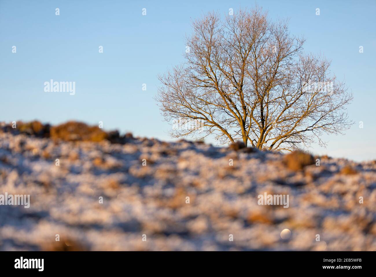 Campo arato congelato con un albero senza foglie sullo sfondo Foto Stock