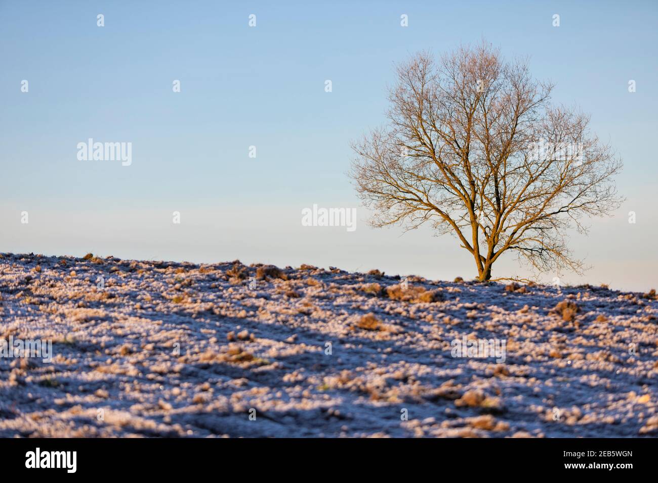 Campo arato congelato con un albero senza foglie sullo sfondo Foto Stock