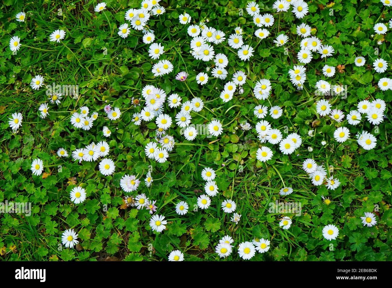 Prato di primavera verde con margherite. Foto Stock