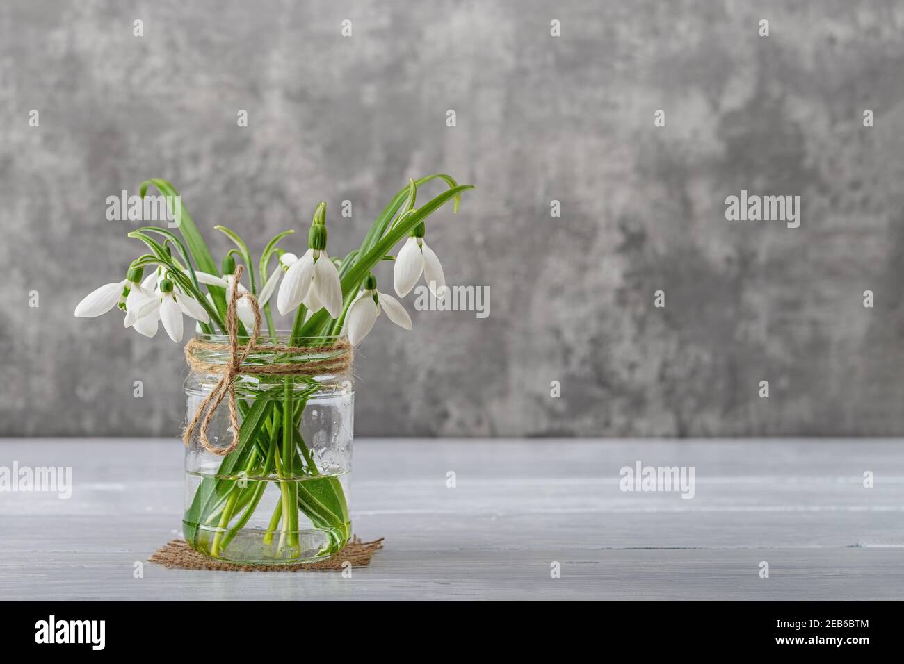 Bianche fragili nevicate in un vaso di vetro con prua su sfondo grigio. Piccolo bel bouquet dei primi fiori di primavera Galanthus nivalis. Vintag Foto Stock