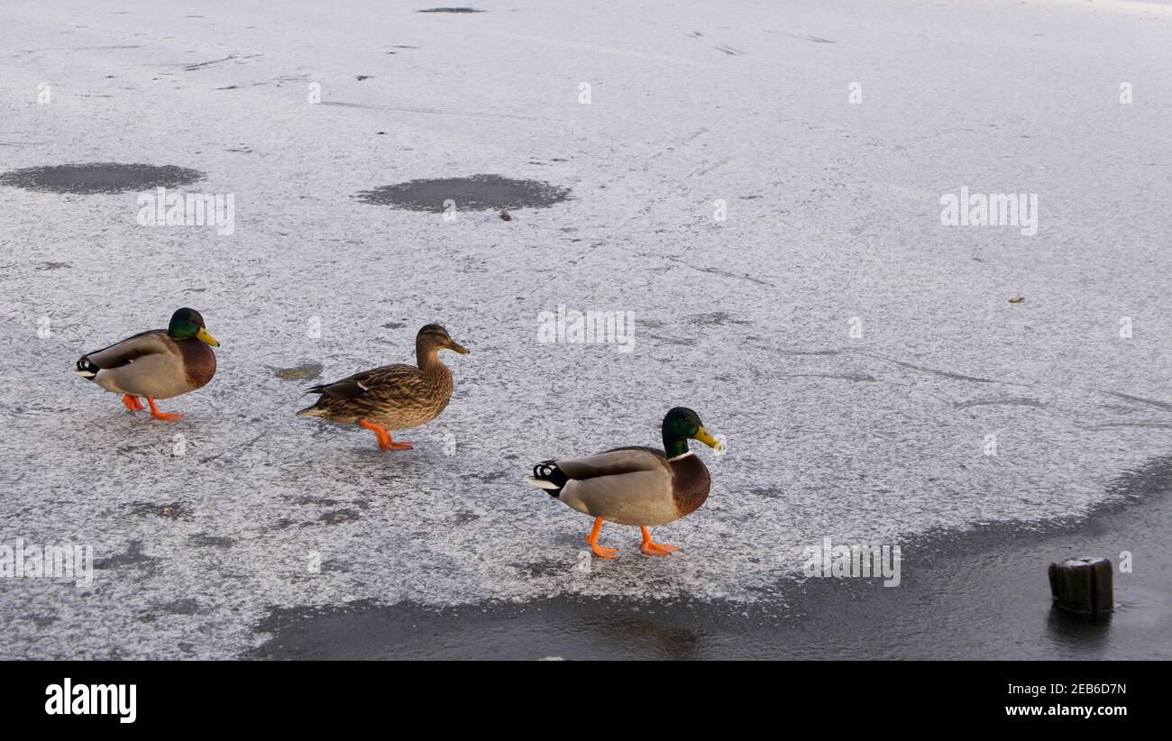 Tre anatre che camminano su ghiaccio coperto di neve con spazio di copia Foto Stock