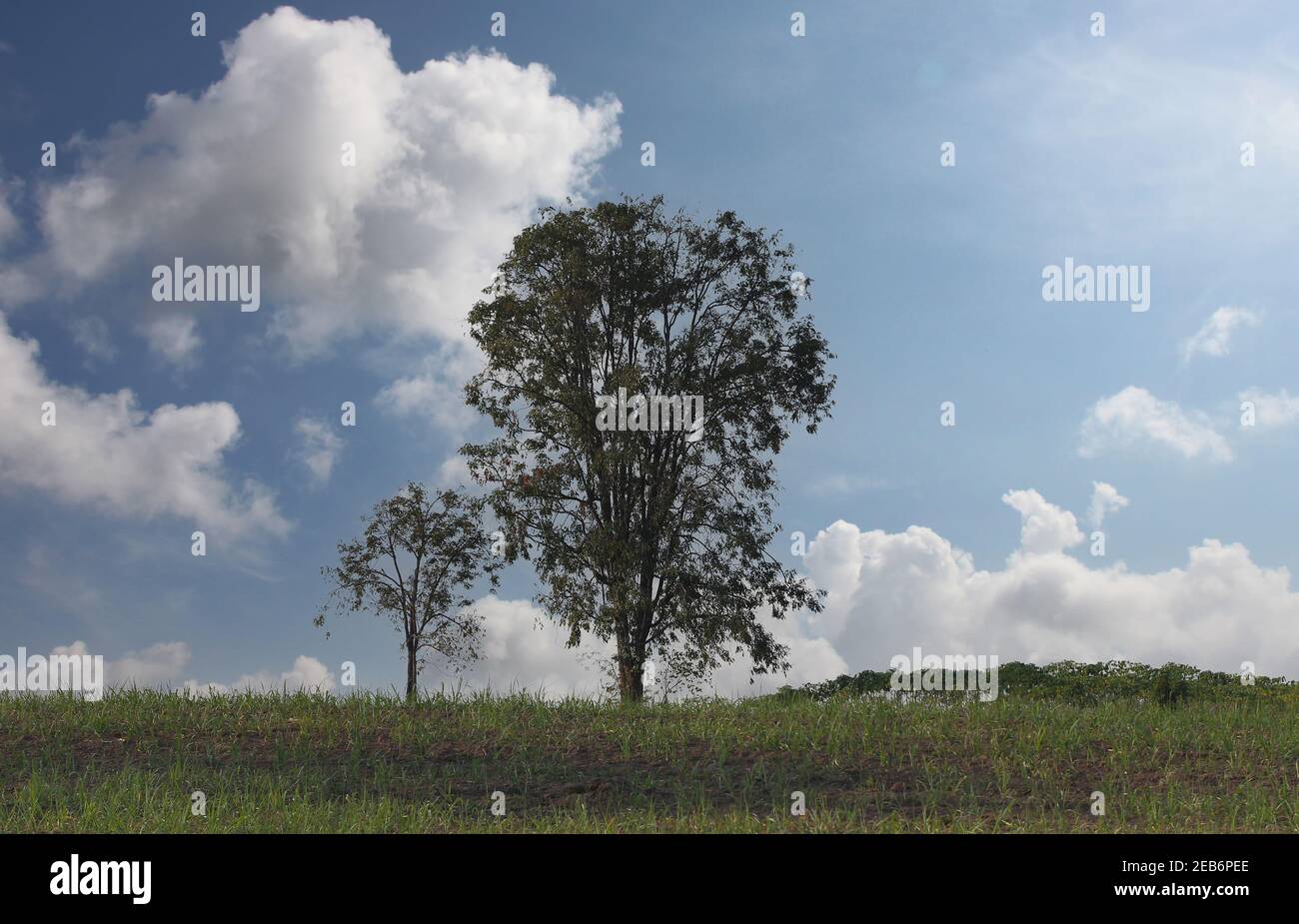 Grande albero nel campo e sfondo blu cielo in tempo chiaro. Foto Stock