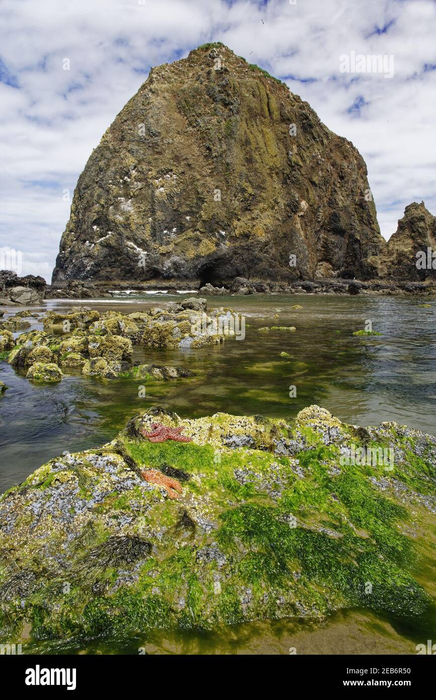 Le stelle del mare dell'ocra (ocraceus di Pisaster) esposte all'alta marea con Haystack Rock sullo sfondo Cannon Beach Oregon, USA LA000963 Foto Stock