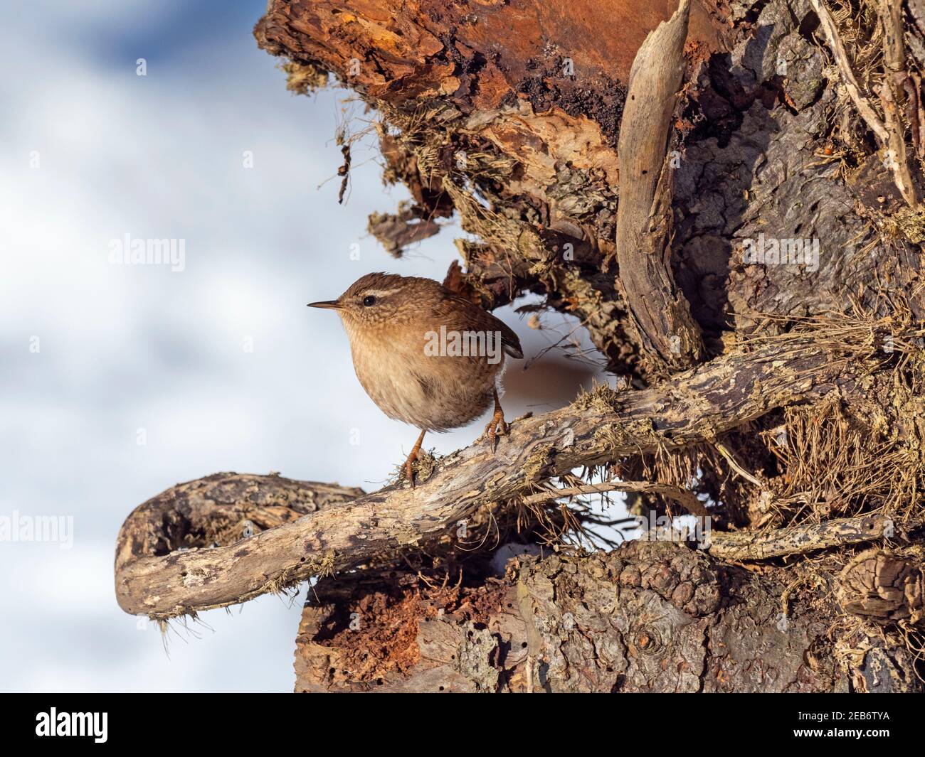 Wren Troglodytes troglodytes alla ricerca di cibo nella neve Norfolk invernale Foto Stock