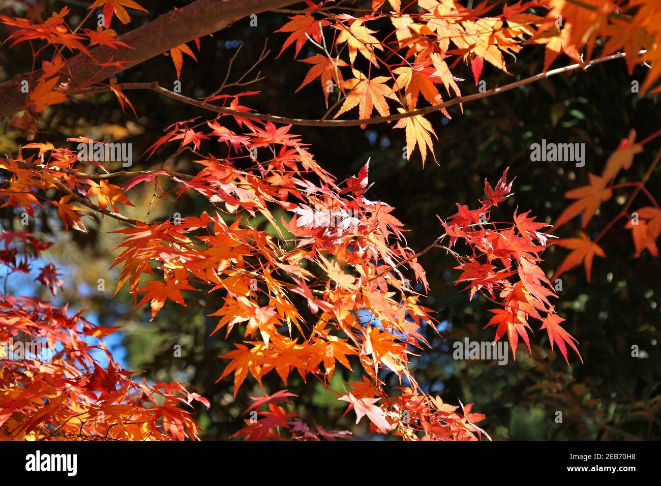 Fogliame autunnale del Giappone - foglie di acero rosso in un parco a Kamakura, Giappone. Foto Stock