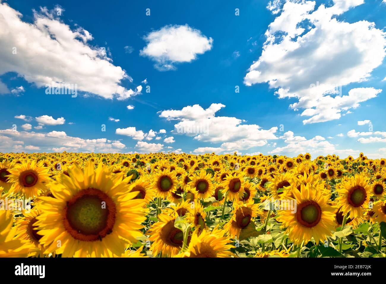 Paesaggio agricolo. Campo di girasole giallo senza fine sotto il cielo blu vista, Medjimurje regione del nord della Croazia Foto Stock