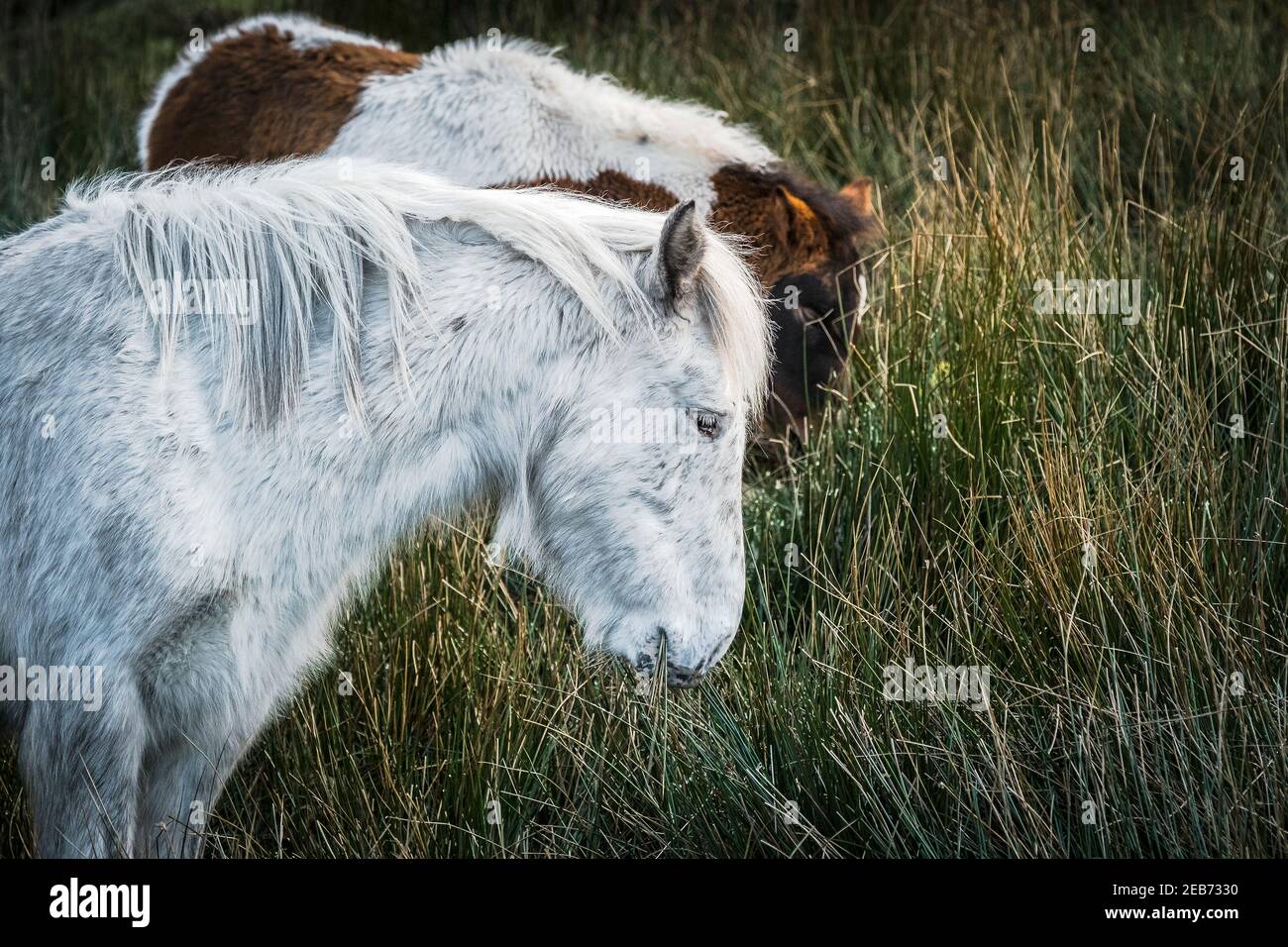 Iconici pony di Bodmin selvaggi che pascolano sulla brughiera di Bodmin in Cornovaglia. Foto Stock