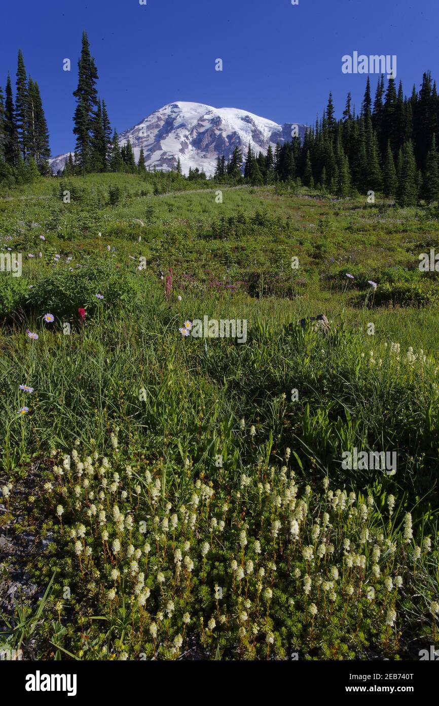 Mount Rainier e meadowsParadise Mount Rainier NP Washington state, USA LA001302 Foto Stock