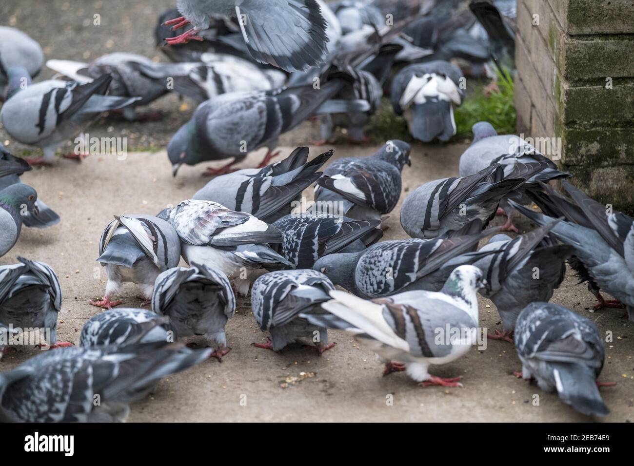 Piccioni ferali - Columba livia domestica. Foto Stock