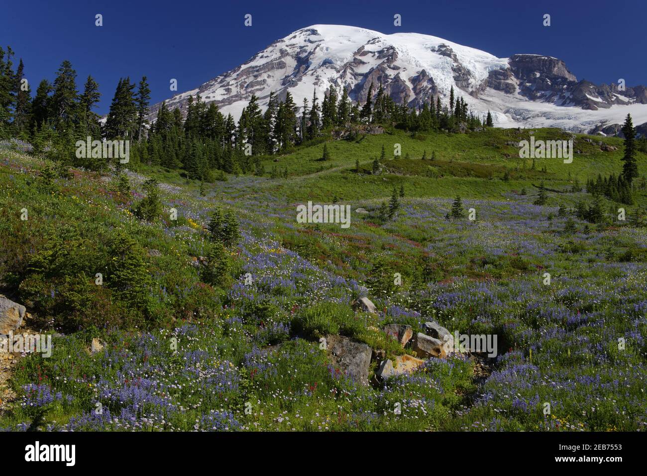 Mount Rainier e meadowsParadise Mount Rainier NP Washington state, USA LA001306 Foto Stock