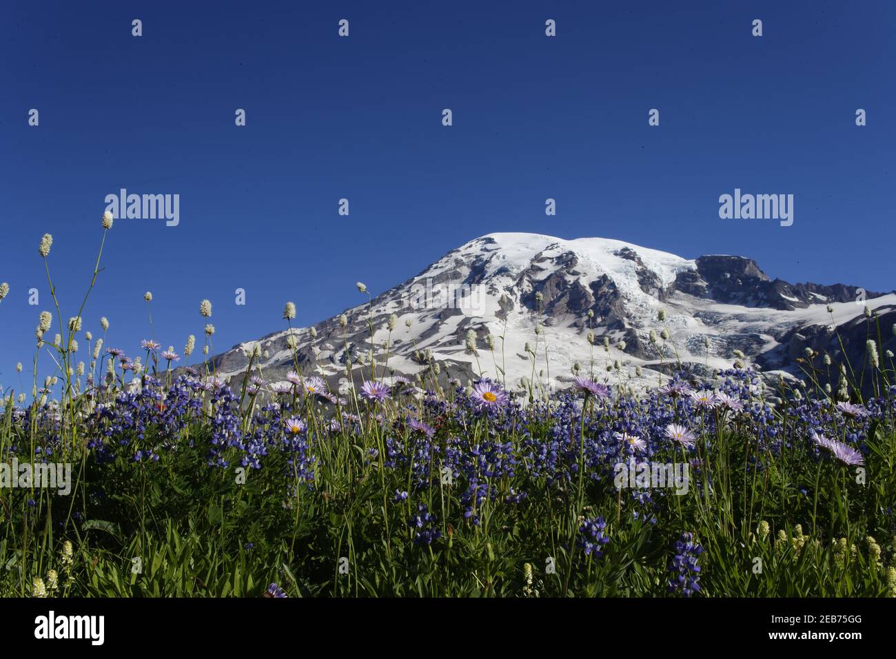 Monte Rainier con fiori alpini, principalmente: Daisy subalpino (Erigeron peregrinus) Lupine (Lupin latifolius) Bistort americano (Polygon Foto Stock