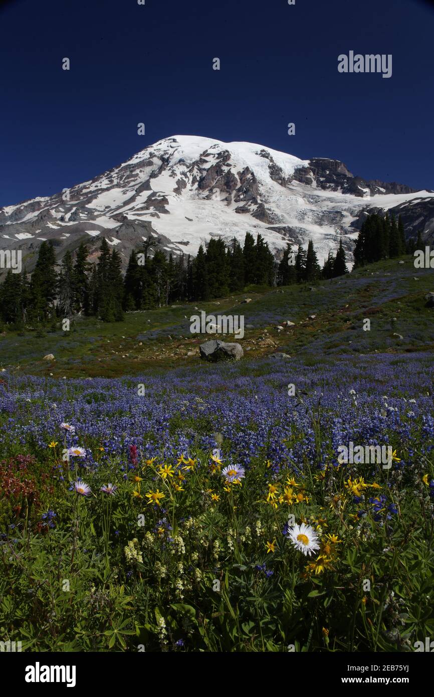 Mount Rainier e meadowsParadise Mount Rainier NP Washington state, USA LA001328 Foto Stock