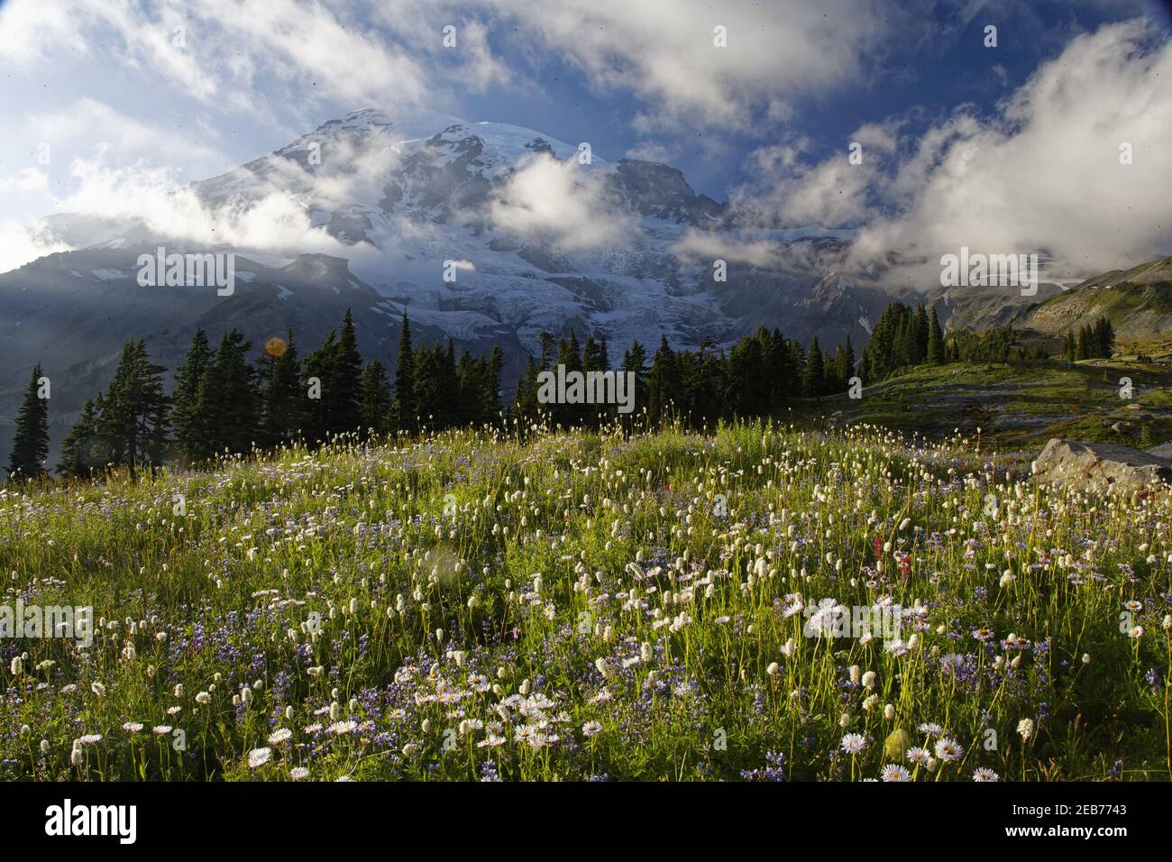 Mount Rainier e meadowsParadise Mount Rainier NP Washington state, USA LA001336 Foto Stock