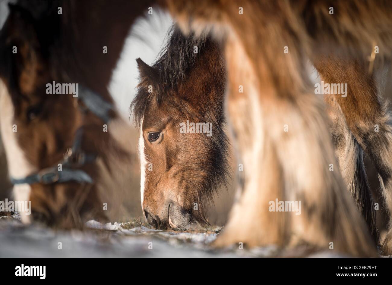Bellissimo gruppo di grandi Irlandesi zingari cavalli cob pascoli e mangiare erba selvaggia in neve su terreno freddo profondo campo invernale innevato Foto Stock