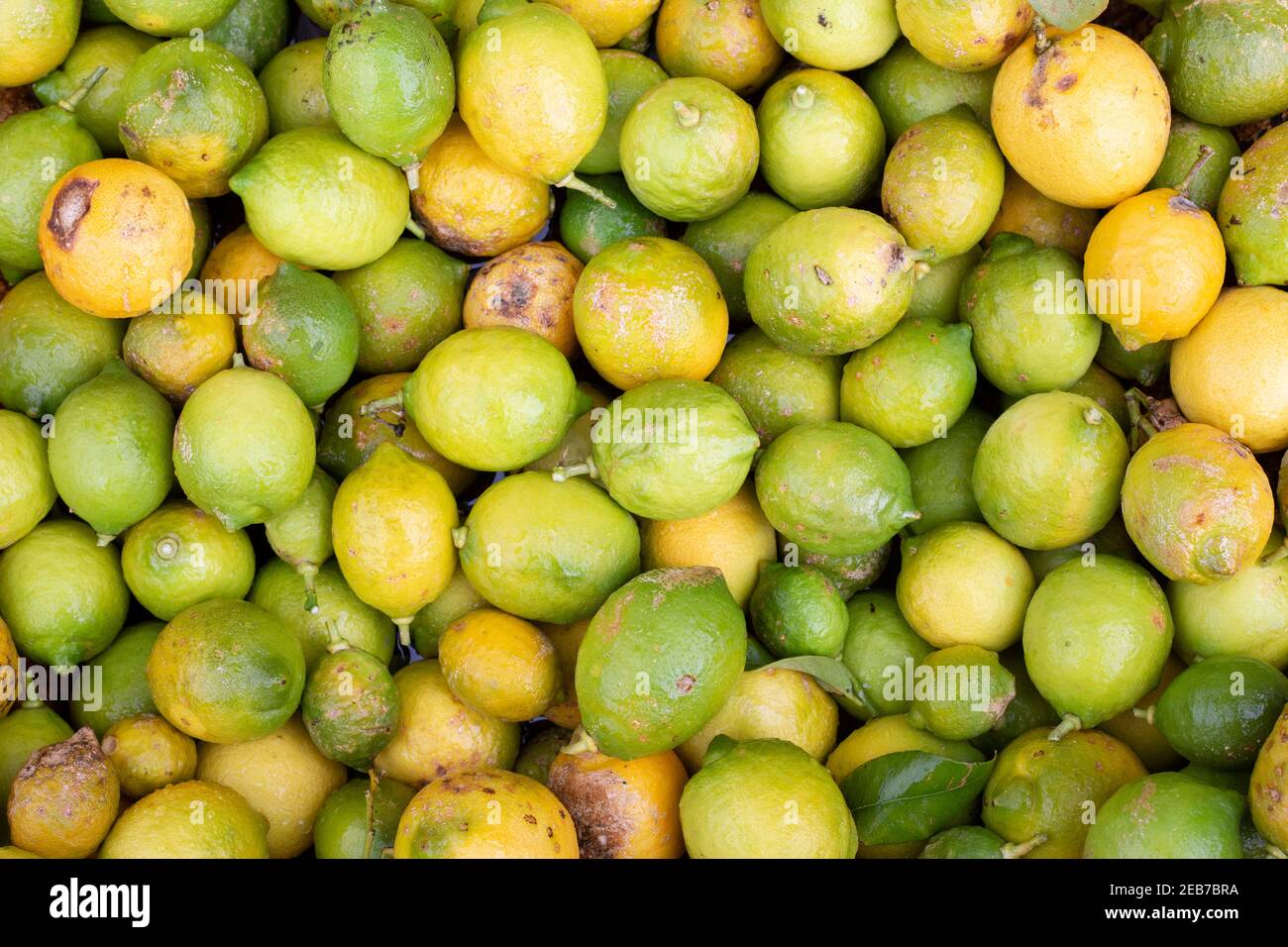 Un limoni sul terreno a causa di tempeste e che non può essere mangiato. Perdite economiche per l'agricoltura Foto Stock