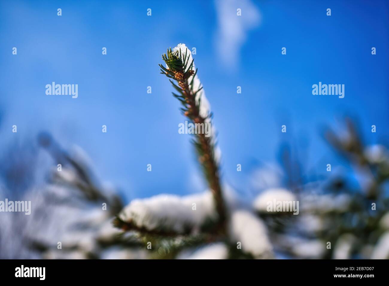Le conifere innevate sparano contro un cielo invernale azzurro e una profondità di campo bassa. Foto Stock
