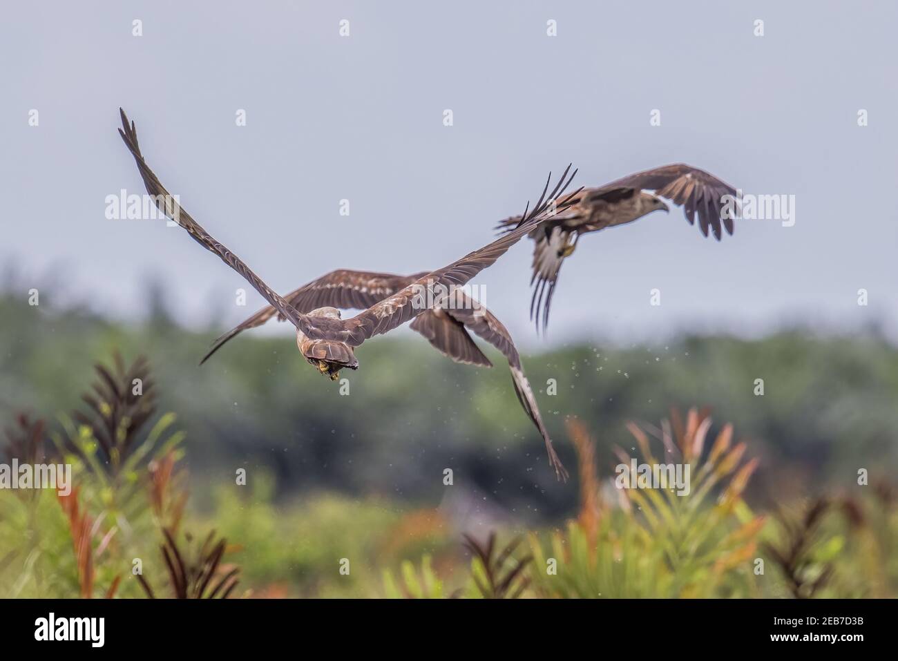Haliastur cervelletto indus lotta giovanile per il cibo Foto Stock