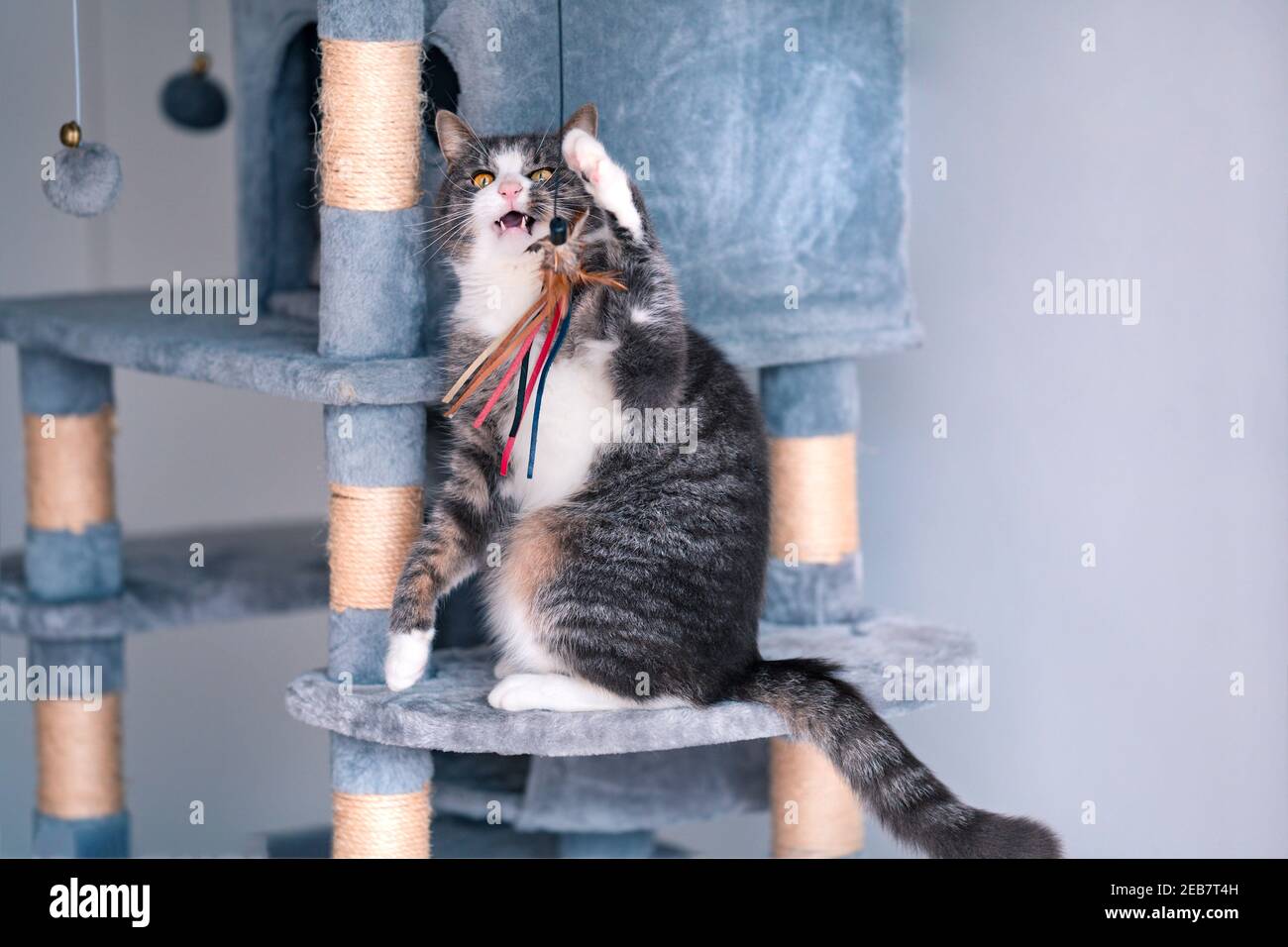 Bel gatto a righe seduto su albero di gatto grigio, torre o condominio con grattacielo e giocare con il giocattolo. Foto Stock