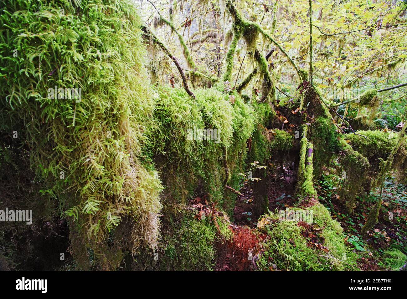 Moss Covered TreesHoh Rain Forest Olympic National Park Washington state, USA LA001640 Foto Stock