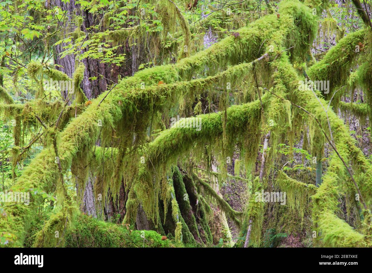 Moss Covered TreesHoh Rain Forest Olympic National Park Washington state, USA LA001655 Foto Stock