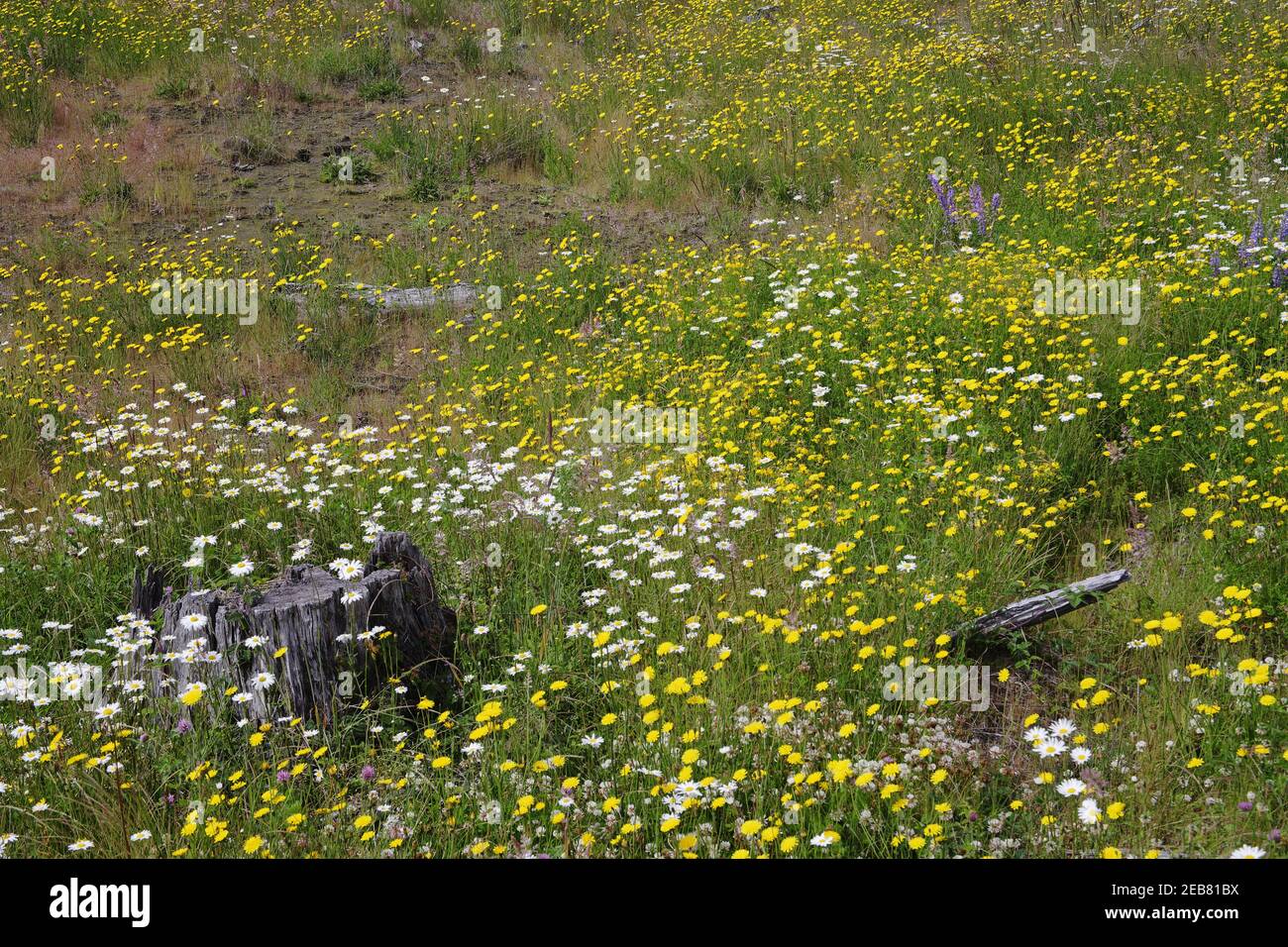 Flower Meadows on Coldwater Ridgemount St Helens National Monument Washington state, USA PL000271 Foto Stock
