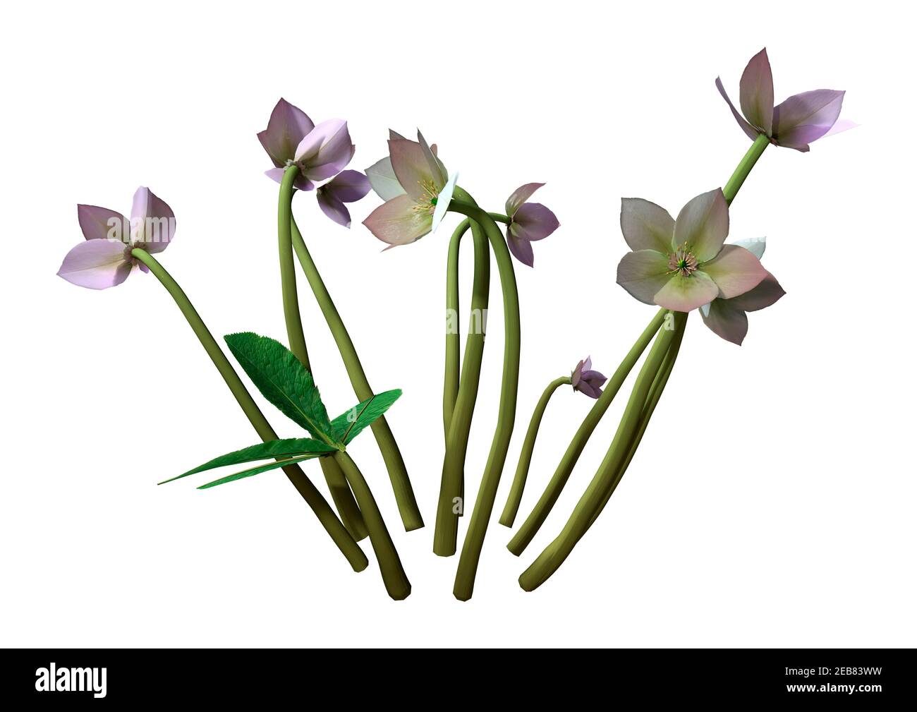 Rendering 3D di fiori di rosa o di rosa di Natale di Helleborus orientalis o Lenten isolati su sfondo bianco Foto Stock