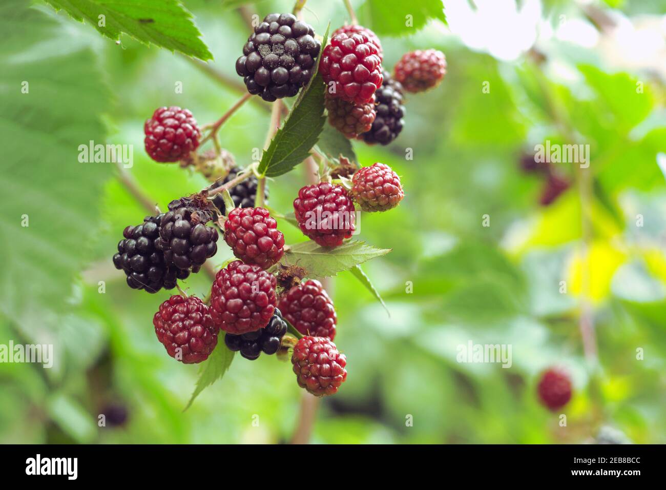 bacche di lamponi neri di diverso grado di maturazione. bacche rosse e nere su ramchlet Foto Stock