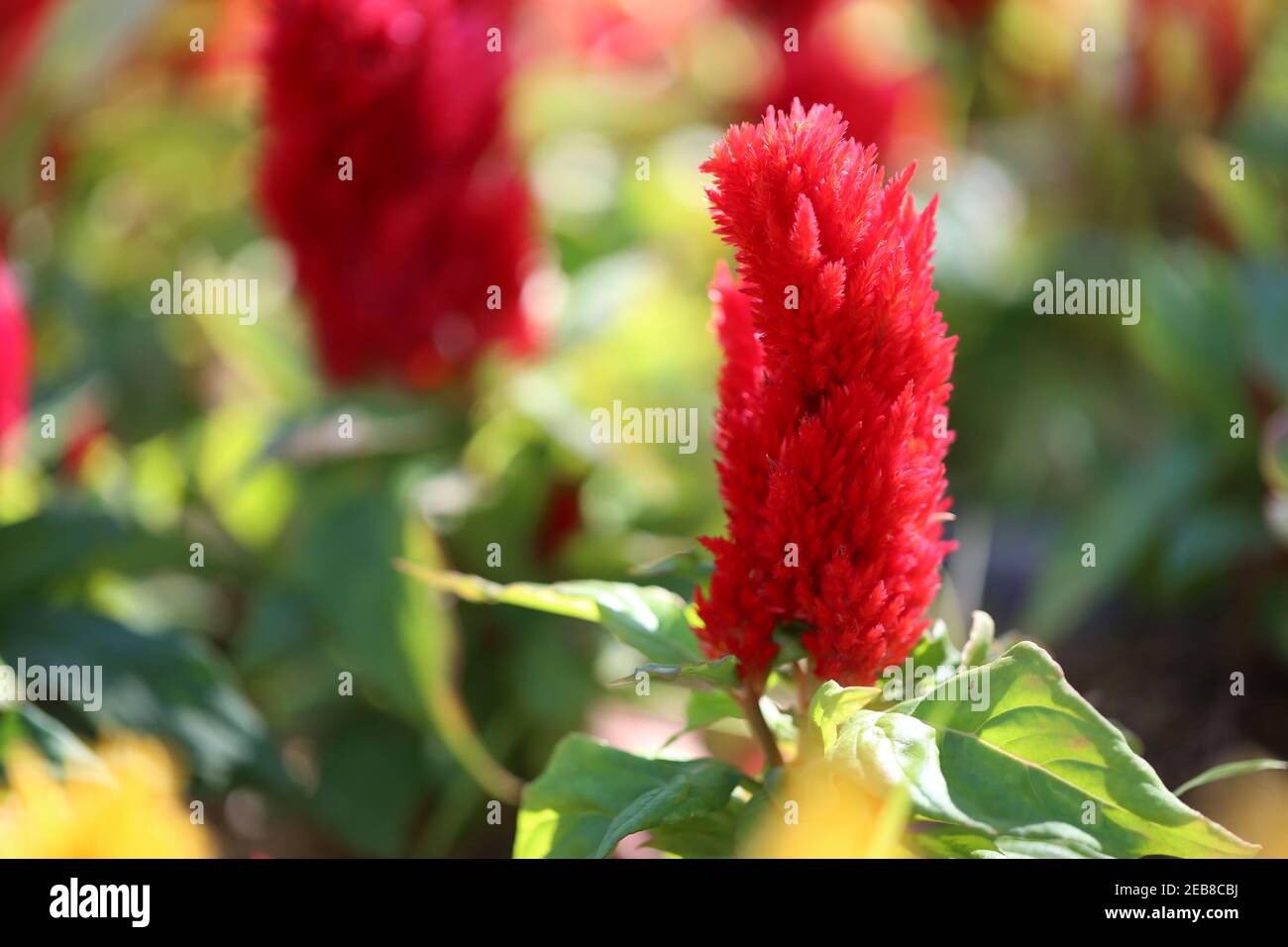 Rosso di Cockscomb fiore in fiore e sole del mattino nel giardino fiorito. Foto Stock