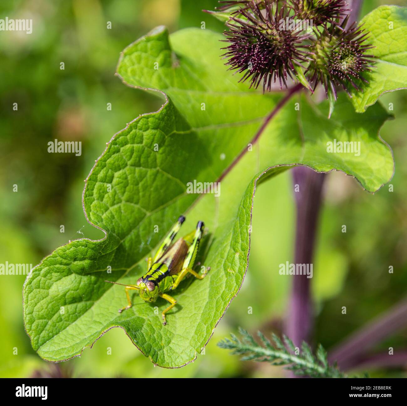 Miramella Alpina Grasshopper sulla foglia verde. Messa a fuoco selettiva Foto Stock