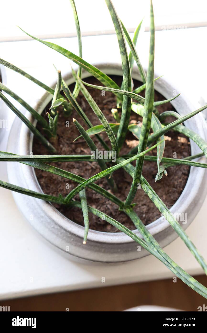 Piante di casa da interno, Sansevieria Cyclindrica, African Spear, pianta di serpente cilindrica Foto Stock