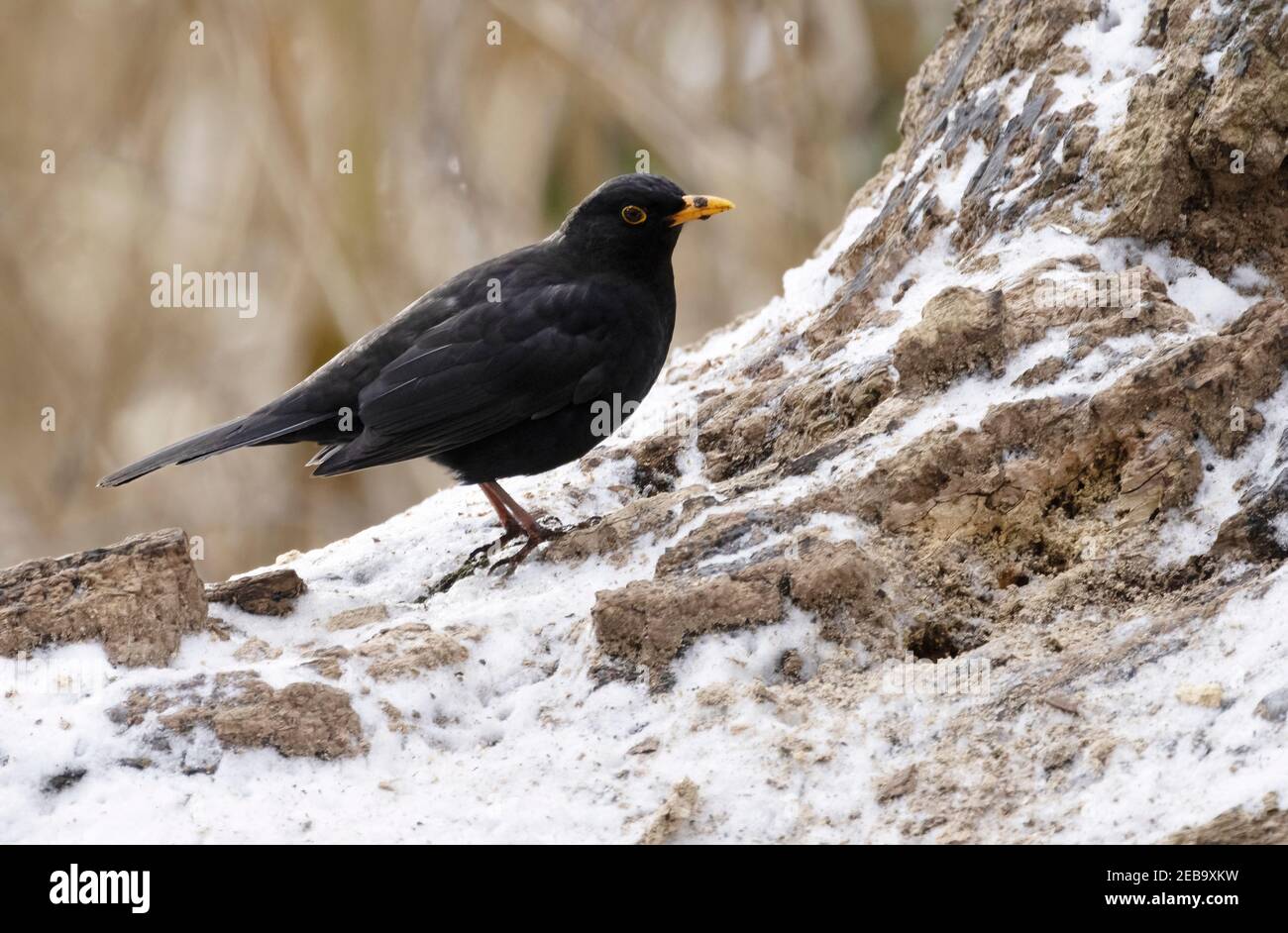 Blackbird UK; The Common Blackbird, aka Eurasian Blackbird maschio adulto, Turdus Merula, su un tronco di albero nella neve in inverno, Suffolk, Regno Unito Foto Stock