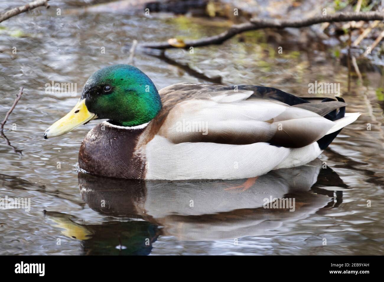 Mallard UK - un'anatra mallard maschile per adulti, o drake, Anas platyrhynchos, visto in vista laterale nuotare, primo piano, Suffolk UK Foto Stock