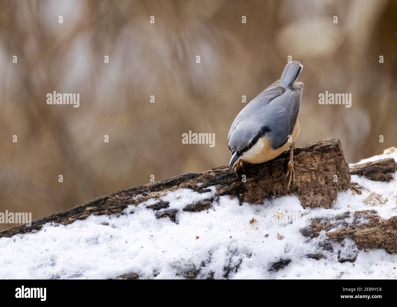 Nuthatch Bird UK, Sitta europaea, primo piano di un piccolo uccello su un tronco in bosco in inverno, Suffolk UK Foto Stock