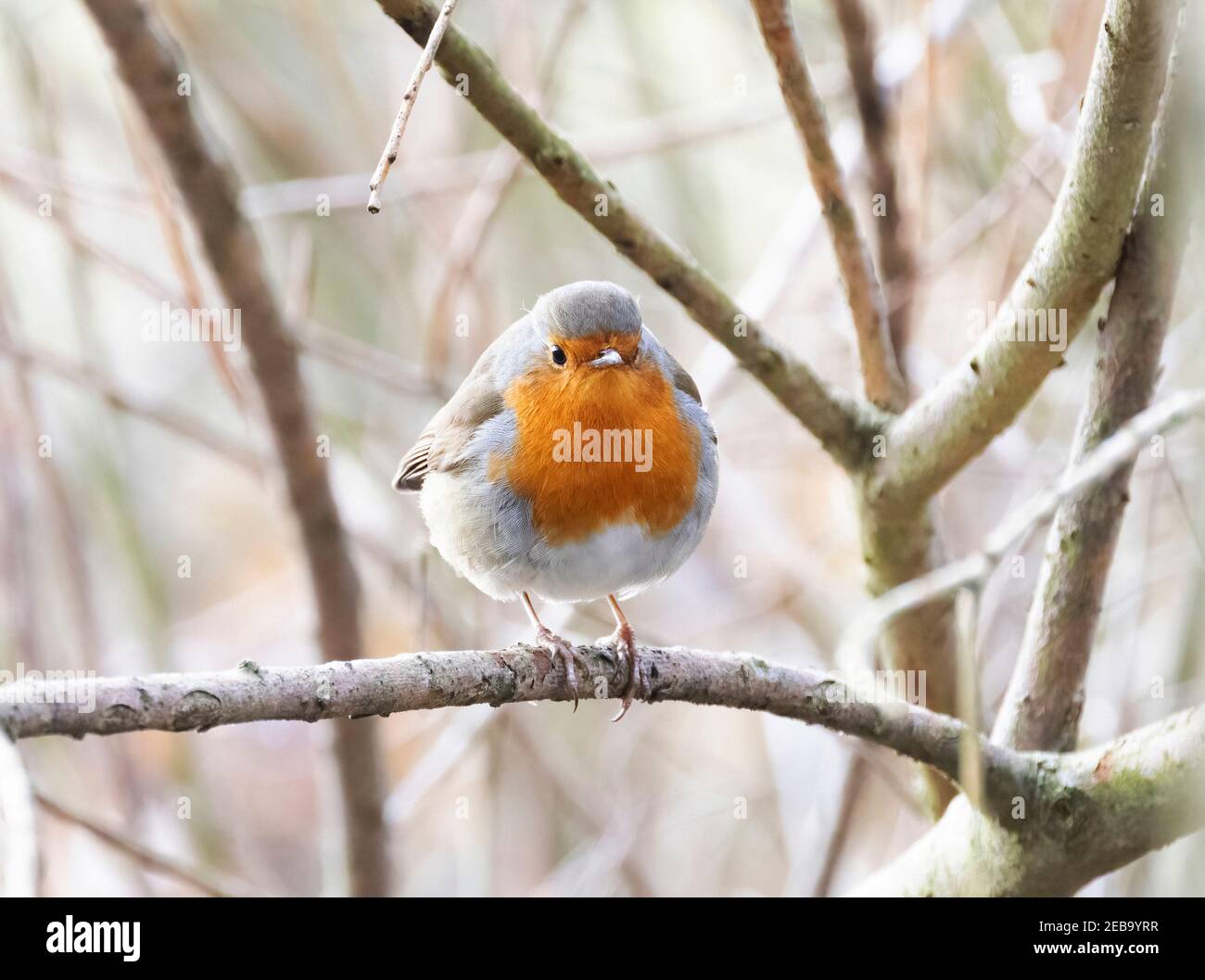 Robin UK Winter - Vista frontale di un rapino o di un rapino europeo, Erithacus rubbecula, in un albero, Suffolk UK Foto Stock