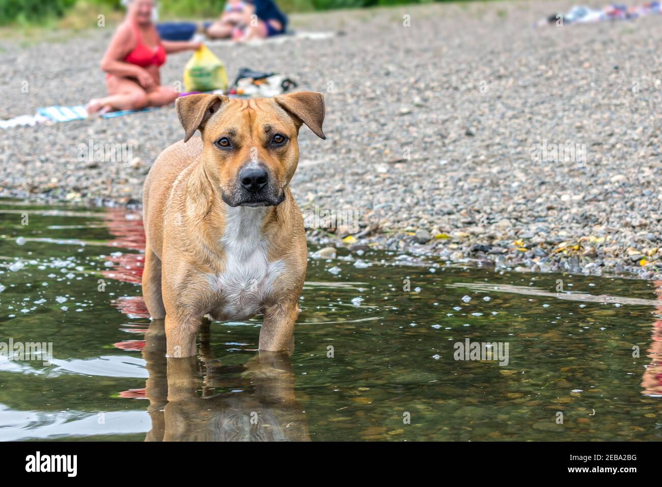 Un cane pitbull con un aspetto triste si trova nel acqua di un lago vicino alla spiaggia Foto Stock