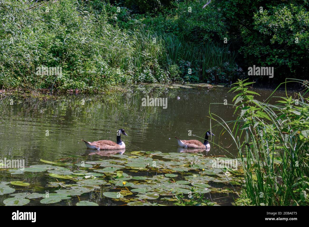 Due oche canadesi nuotano tra le palchi e le canne del lago Batchworth, nella riserva naturale di Rickmansworth Aquadrome Hertfordshire, Inghilterra. Foto Stock