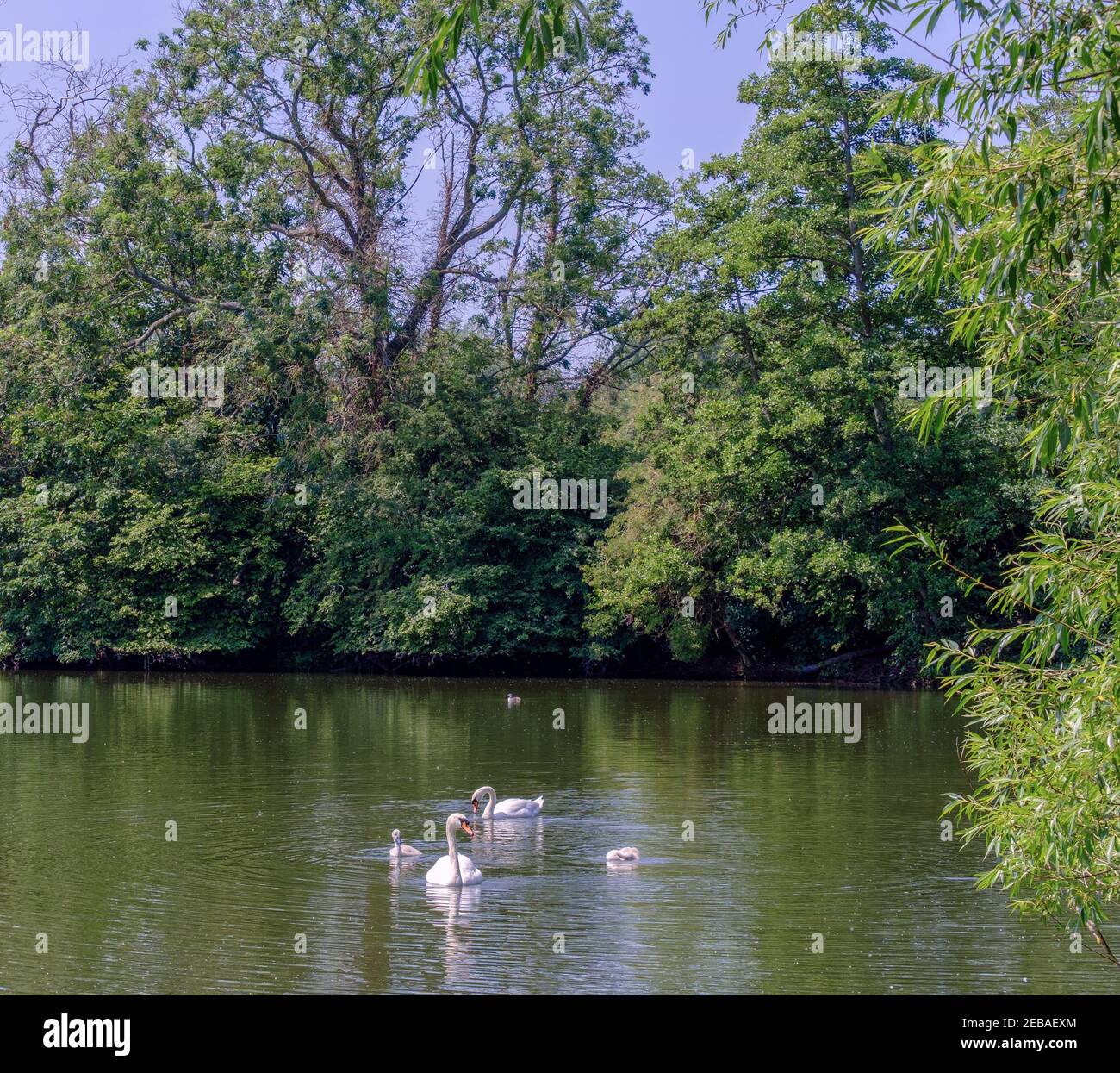 I cigni muti per adulti e bambini nuotano sul lago Batchworth, nella riserva naturale di Rickmansworth Aquadrome Hertfordshire, Inghilterra. Foto Stock