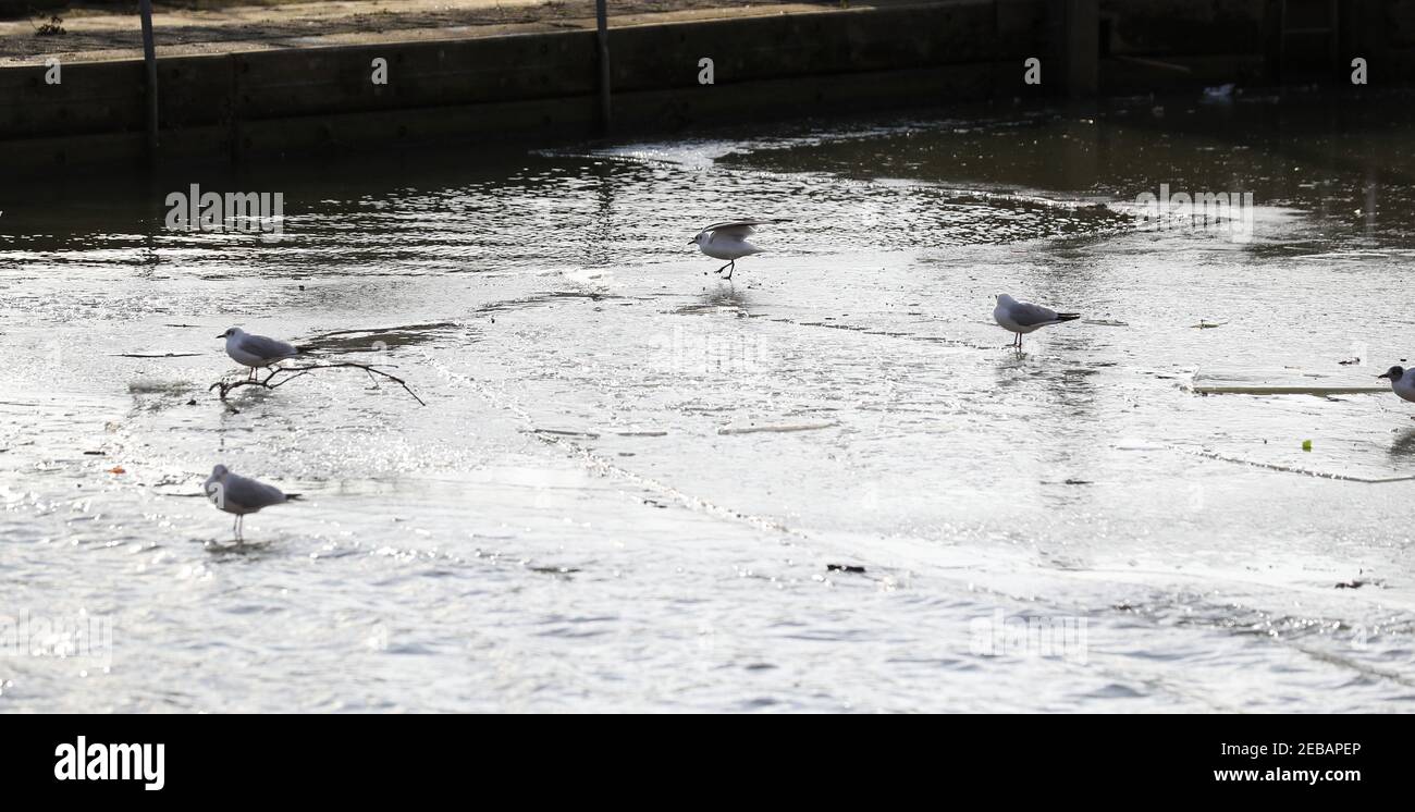 Londra, Regno Unito. 12 febbraio 2021 in slack water il Tamigi congela a Teddington Lock, Londra ovest, mentre le temperature rimangono intorno al congelamento. Andrew Fosker / Alamy Live News Foto Stock