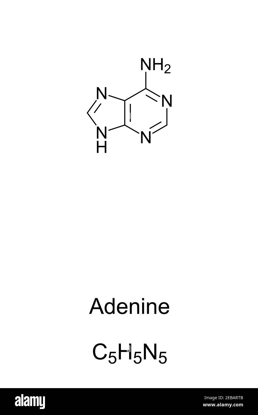 Adenina, A, Ade, formula chimica e struttura scheletrica. Nucleobasi e un derivato di purina, uno di quattro nell'acido nucleico di DNA e RNA. Foto Stock