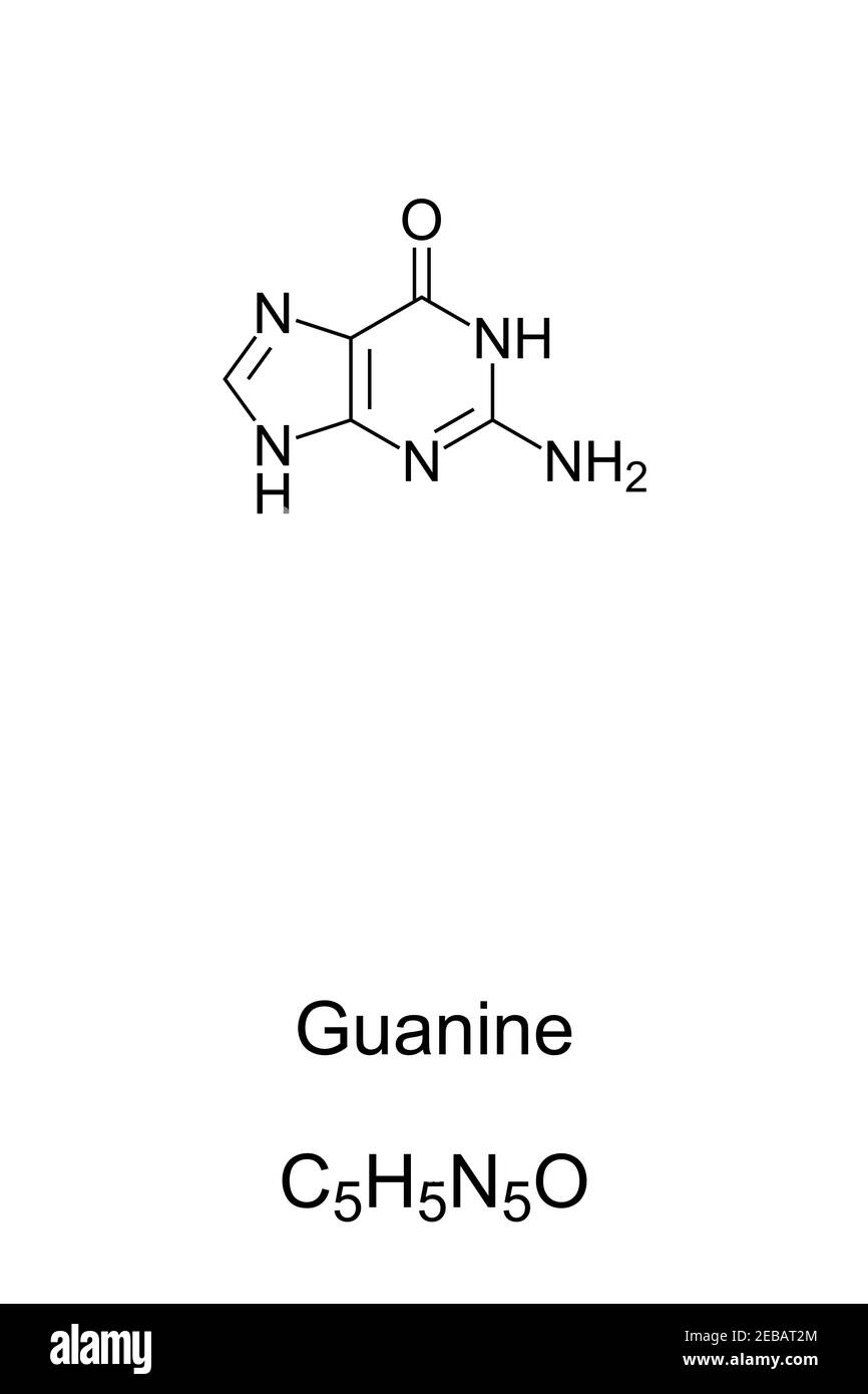 Guanina, G, Gua, formula chimica e struttura scheletrica. Nucleobasi e un derivato di purina, uno di quattro nell'acido nucleico di DNA e RNA Foto Stock
