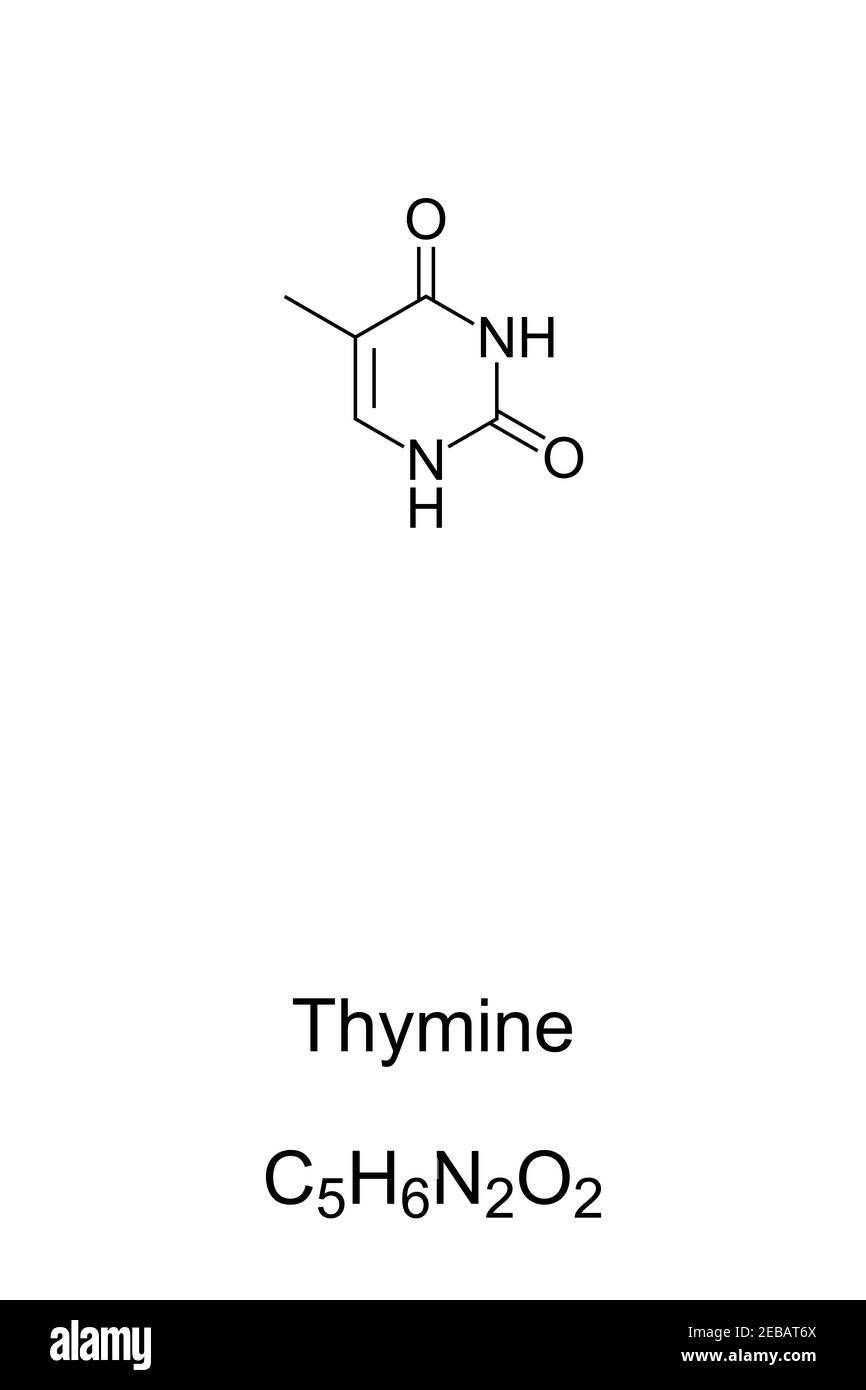 Timina, T, THY, formula chimica e struttura scheletrica. Nucleobasi e derivato di pirimidina, uno di 4 nell'acido nucleico di DNA e RNA. Foto Stock