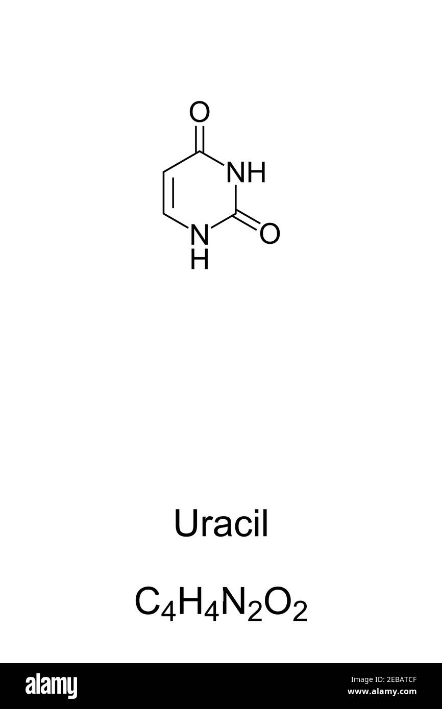 Uracile, U, formula chimica e struttura scheletrica. Nucleobasi e derivati di pirimidina, uno dei quattro nell'acido nucleico di RNA. Foto Stock