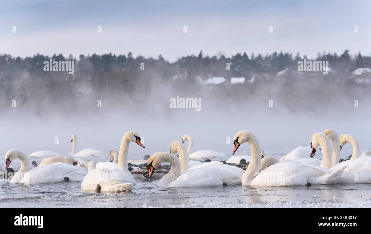 Nel fiume Nemunas, la Lituania è la più grande colonia di uccelli acquatici, cigni, anatre e altri uccelli acquatici. Foto Stock