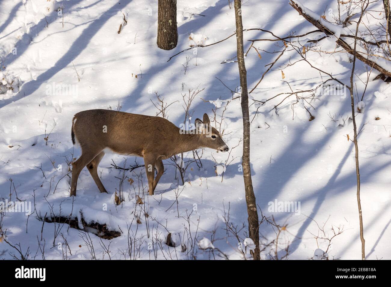 Doe dalla coda bianca che cammina in una buca in prestito in un bosco del Wisconsin settentrionale. Foto Stock