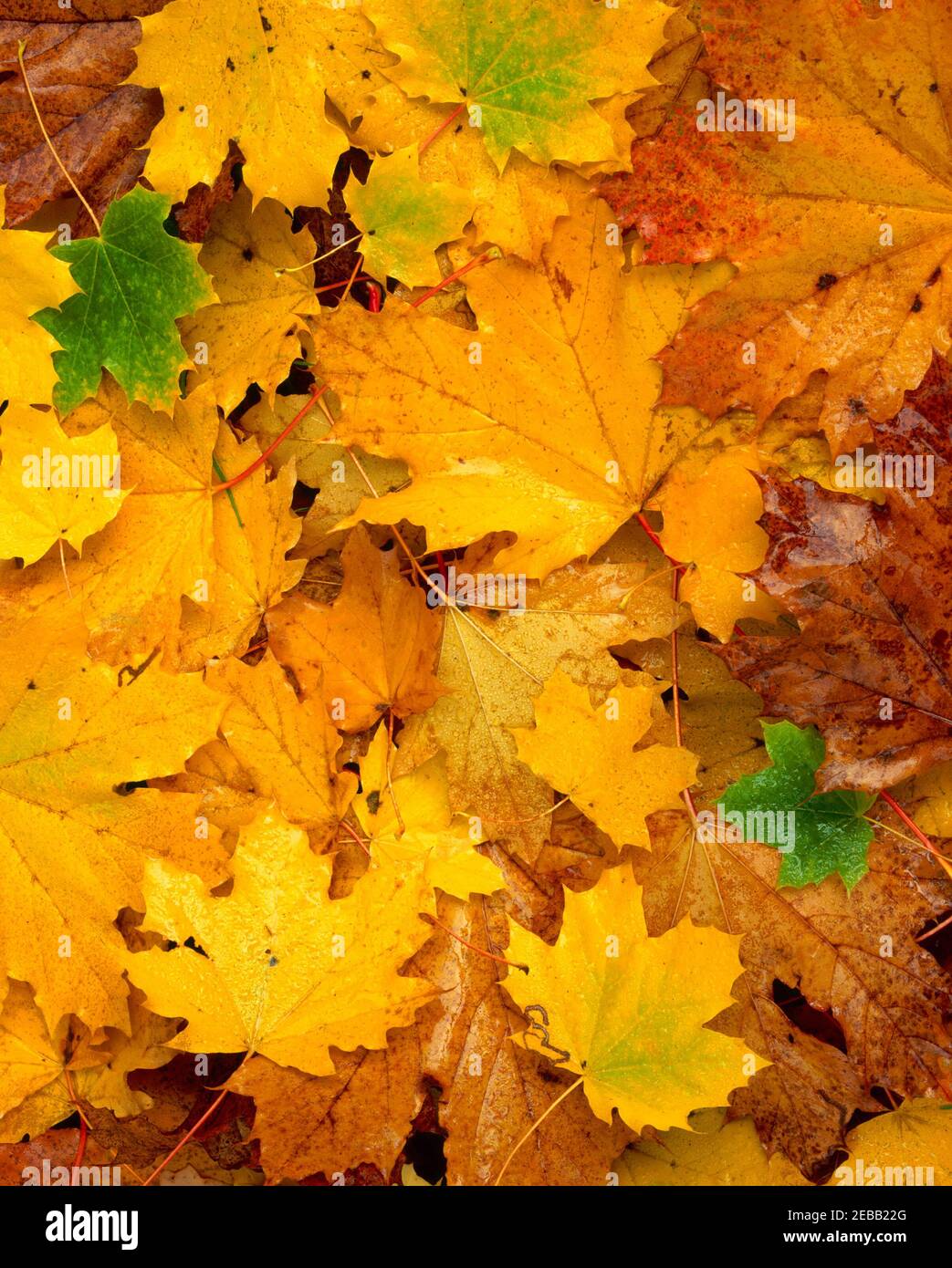 Autunno, foglie di acero, dettaglio, Foto Stock