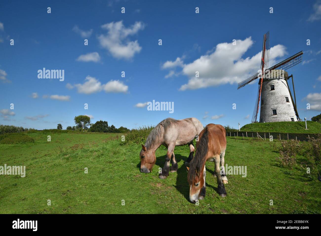 Cavalli Ardennais che pascolano nella campagna di Schellemolen, sulle rive di Damse Vaart, a nord-est di Bruges, nelle Fiandre Occidentali, in Belgio. Foto Stock