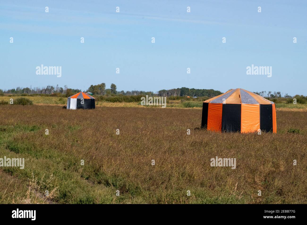 Le tende delle api forniscono l'habitat ideale per le api da taglio a foglia che poliniano i fiori femminili della canola per produrre semi ibridi. R.M. di Churchbridge, Saskatchewan Foto Stock