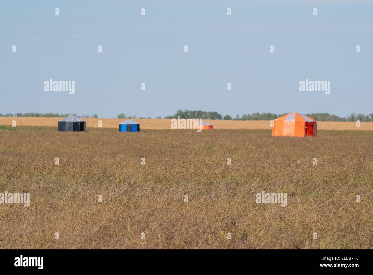 Le tende delle api forniscono l'habitat ideale per le api da taglio a foglia che poliniano i fiori femminili della canola per produrre semi ibridi. R.M. di Churchbridge, Saskatchewan Foto Stock