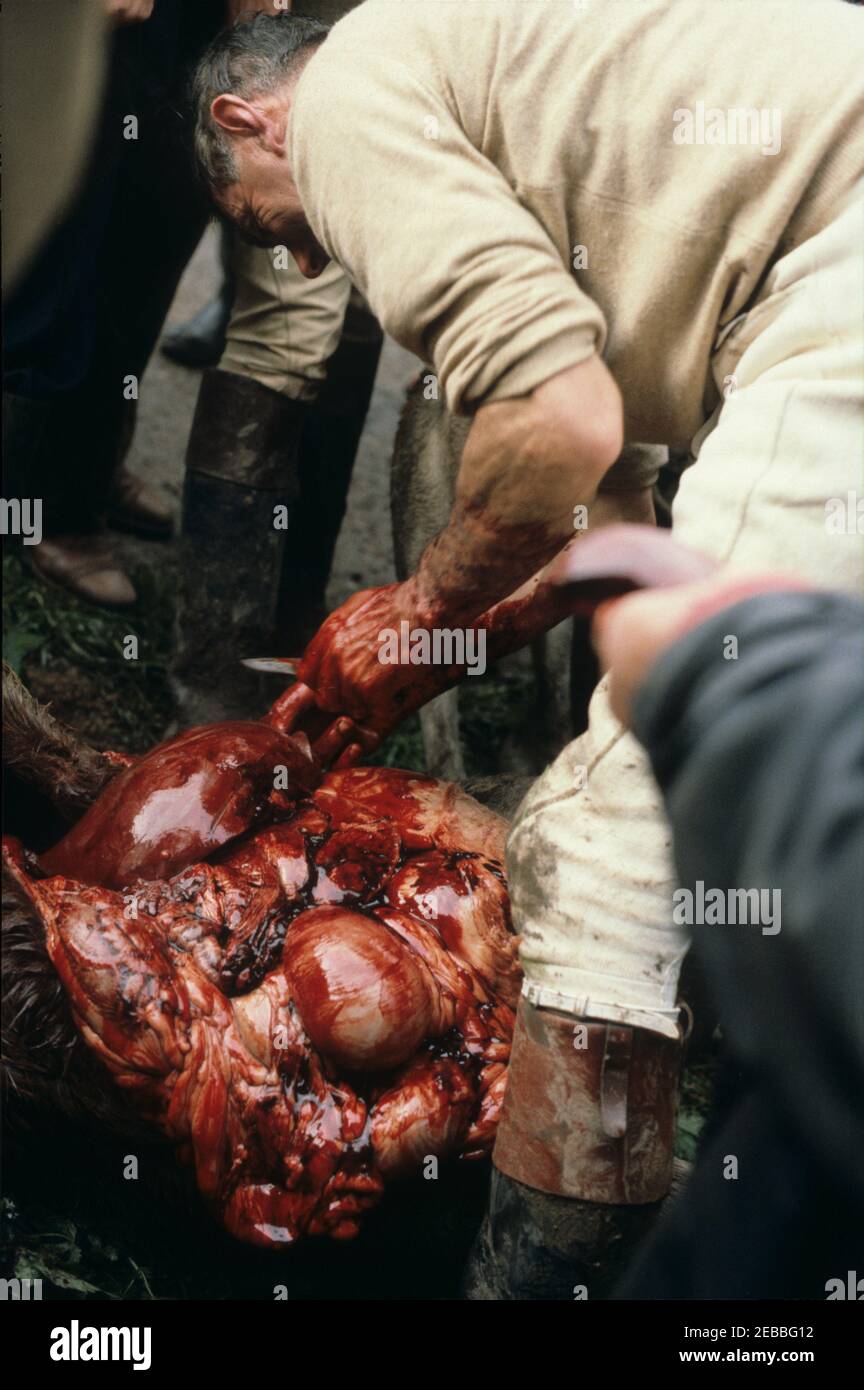 Quantock Staghounds 7 ottobre 1981. Dopo l'uccisione c'è il gralloch. Qui l'Huntsman taglia il fegato dalla carcassa dello stag e ne condivide i pezzi tra i tifosi di caccia riuniti in giro. Ciò era molto tempo prima della legge sulla caccia del 2004 che vietava questo passatempo per motivi di crudeltà. Foto Stock